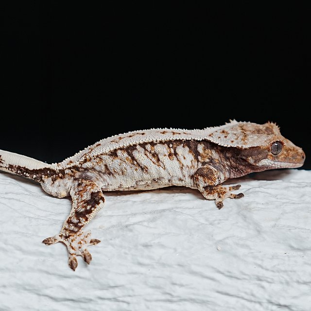 Tri Extreme Harlequin