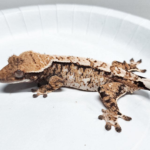 Tri Extreme Harlequin