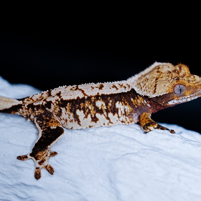 Tri Extreme Harlequin