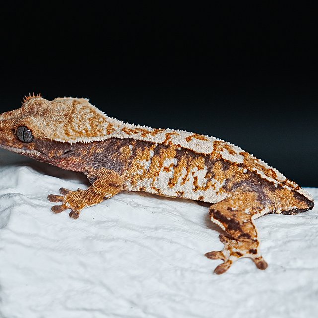 트라이 익스트림할리퀸