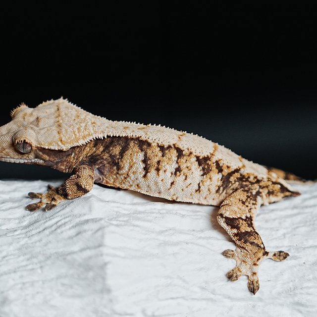 Extreme Harlequin Tri