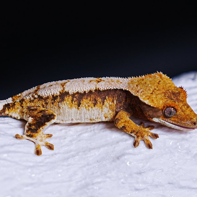 Tri Extreme Harlequin