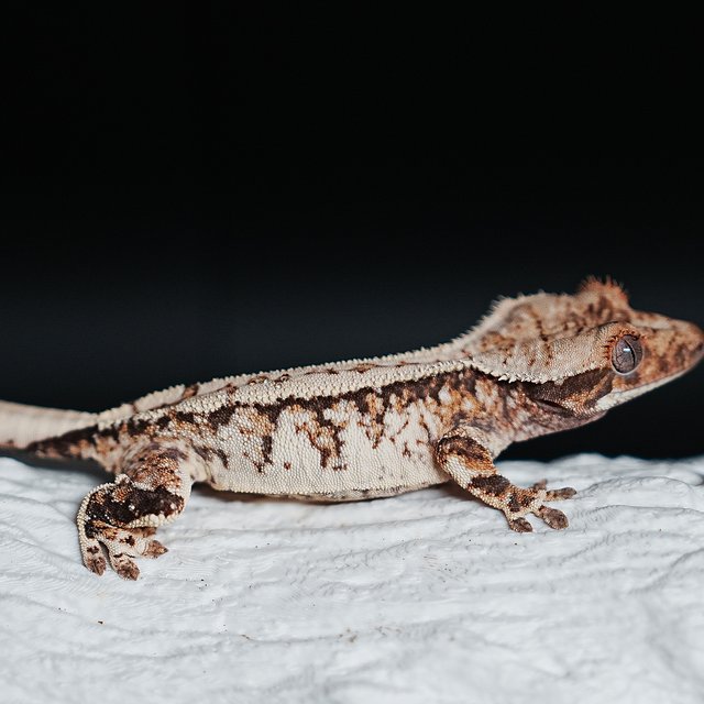 트라이 익스트림할리퀸