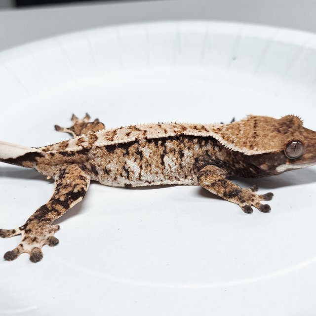 Tri Extreme Harlequin