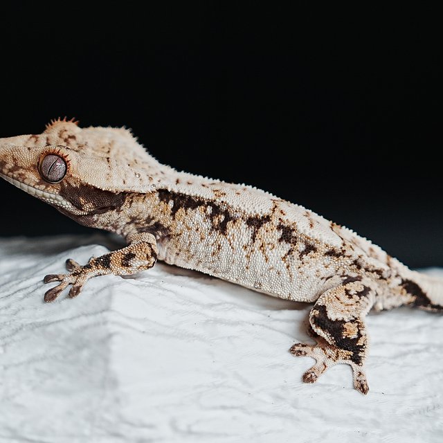 트라이 익스트림할리퀸