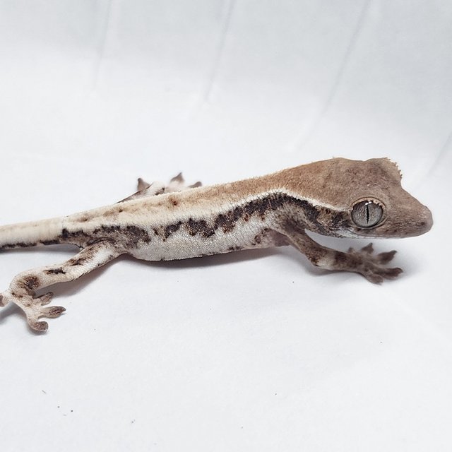 100% Het Axanthic LW Sable