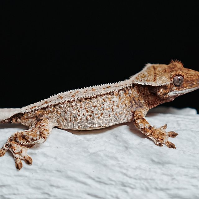 Tri Extreme Harlequin