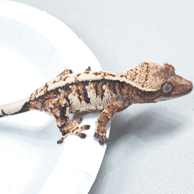 Tri Extreme Harlequin