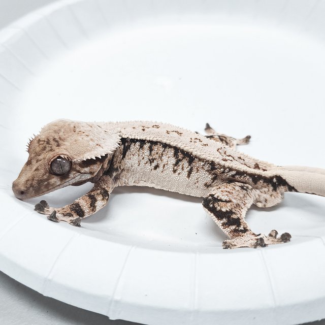 Tri Extreme Harlequin