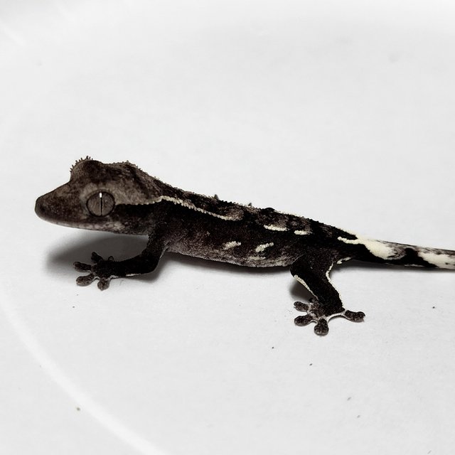 Axanthic