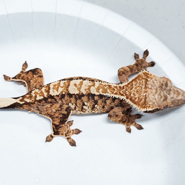 Tri Extreme Harlequin