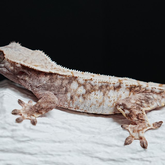 트라이 익스트림할리퀸