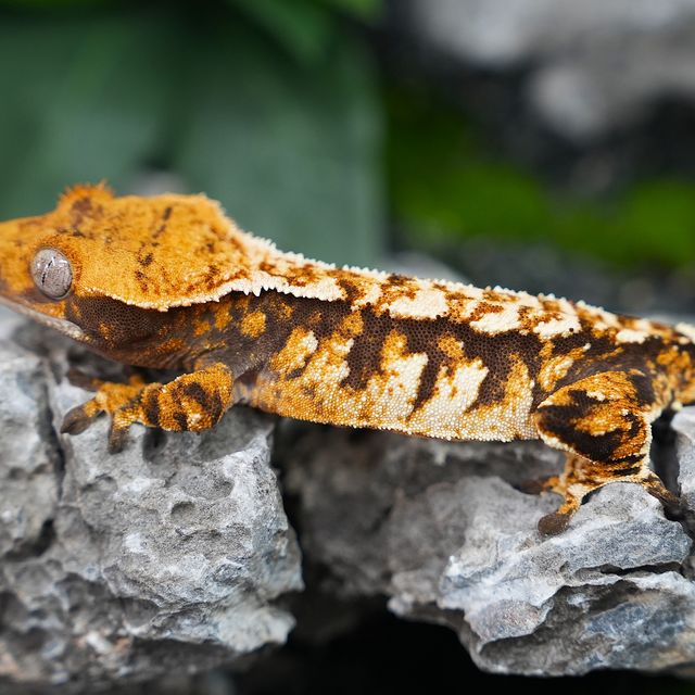 트라이 익스트림할리퀸