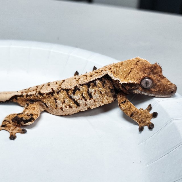 Tri Extreme Harlequin