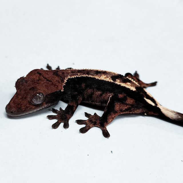 100% Het Axanthic Sable