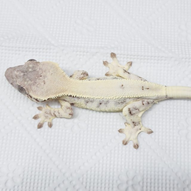 풀핀 릴리 세이블