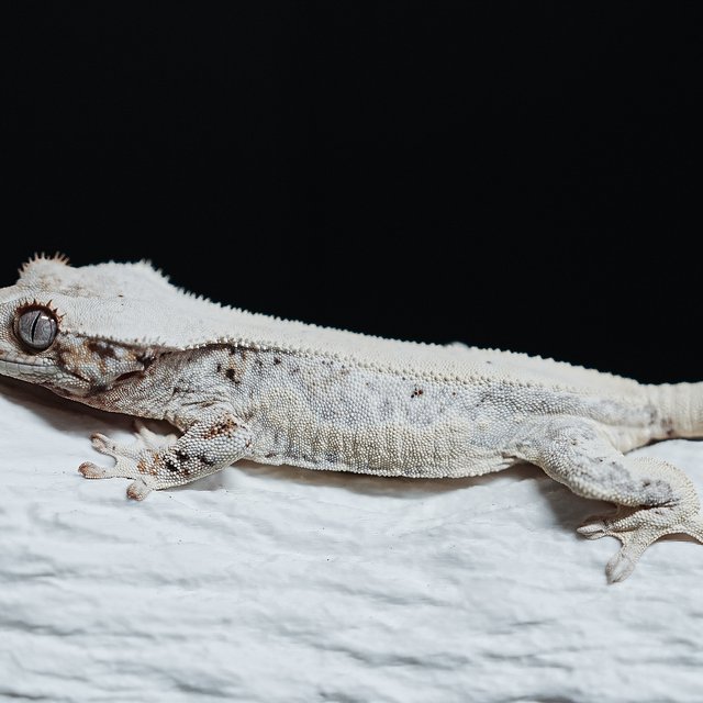 풀핀 릴리화이트