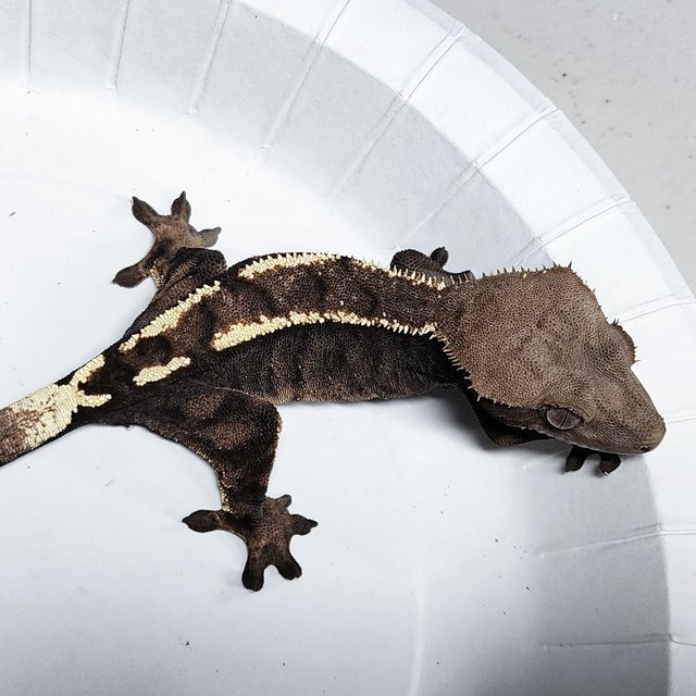 100% Het Axanthic Sable