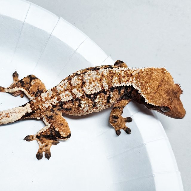 Tri Extreme Harlequin
