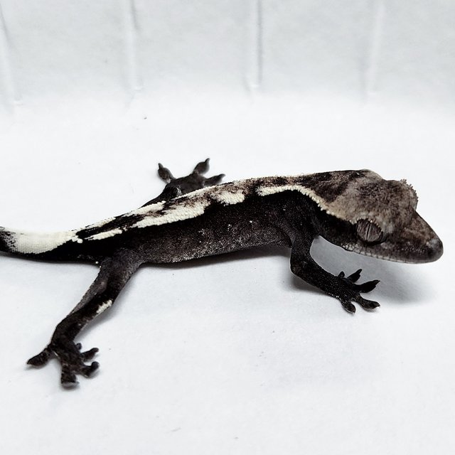 Axanthic