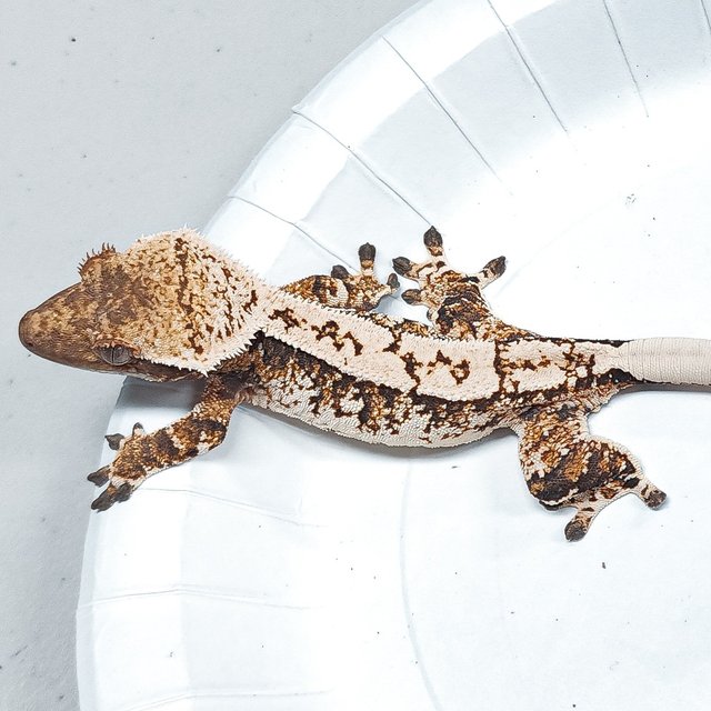 Tri Extreme Harlequin