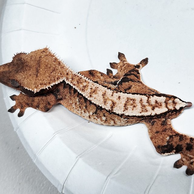 Tri Extreme Harlequin
