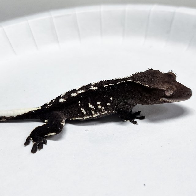 Axanthic