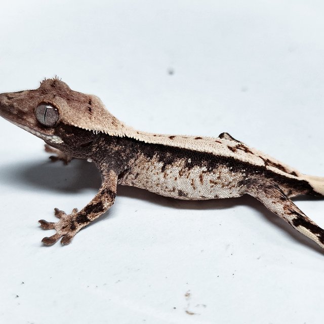 Full Pinstripe 100% Het Axanthic