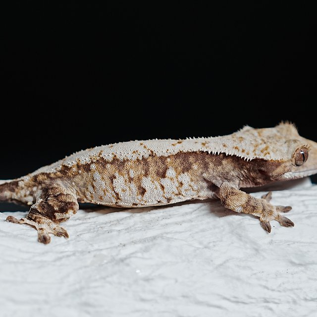 트라이 익스트림할리퀸