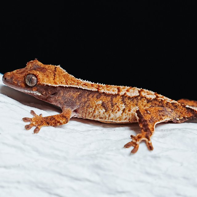 트라이 익스트림할리퀸