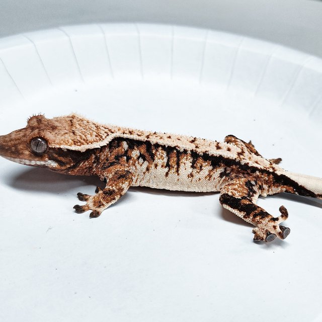 Tri Extreme Harlequin