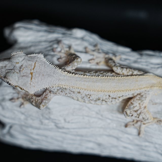 풀핀 솔리드백 릴리화이트