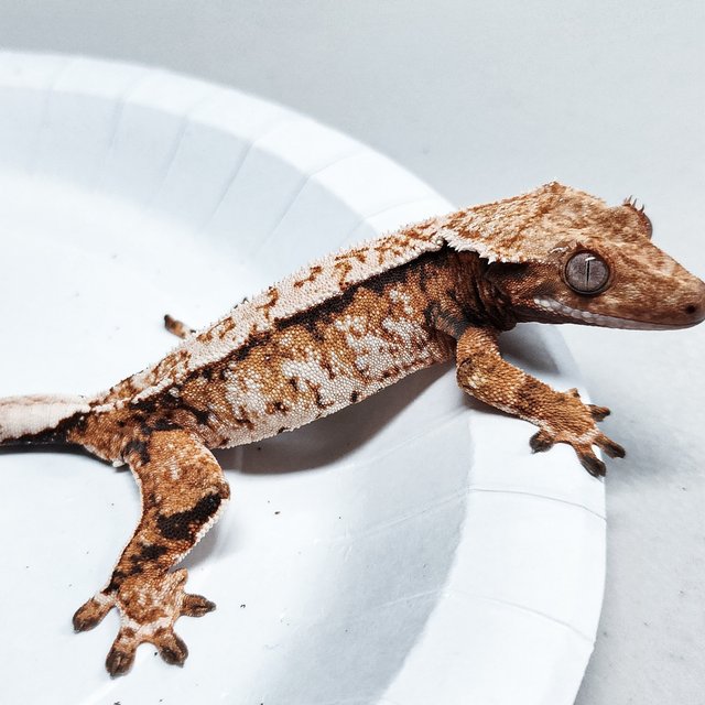 Tri Extreme Harlequin