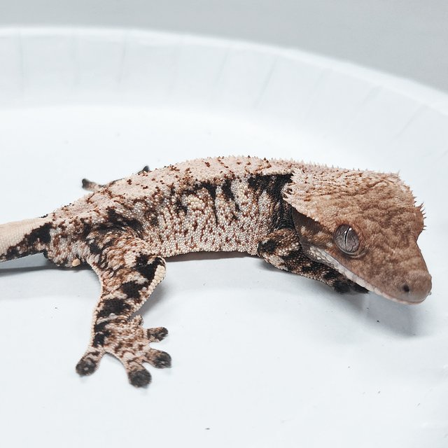 Tri Extreme Harlequin