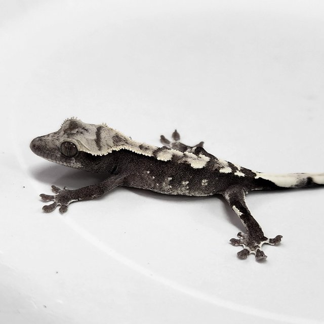 Axanthic