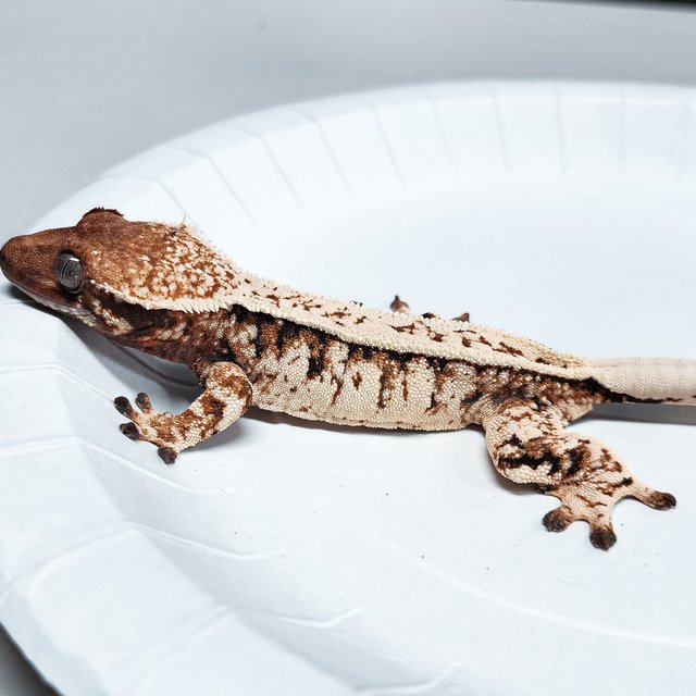 Full Pinstripe Tri Extreme Harlequin