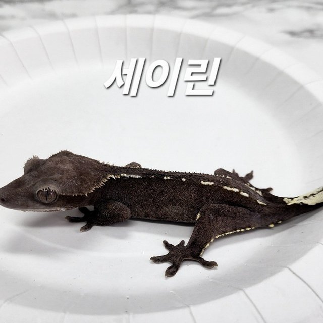 Axanthic