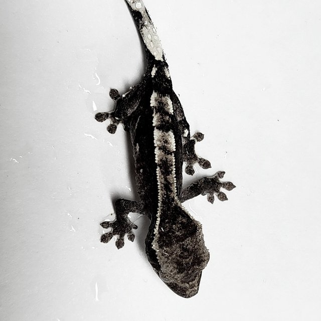 Axanthic