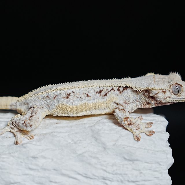 풀핀 솔리드백 릴리화이트