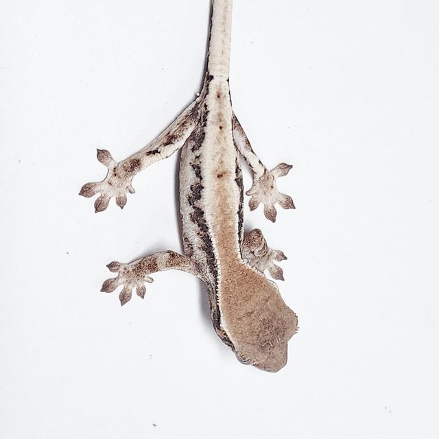100% Het Axanthic LW Sable