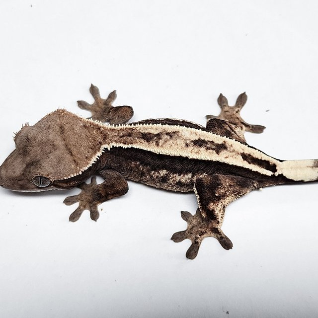100% Het Axanthic Sable