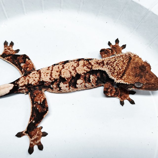 Tri Extreme Harlequin