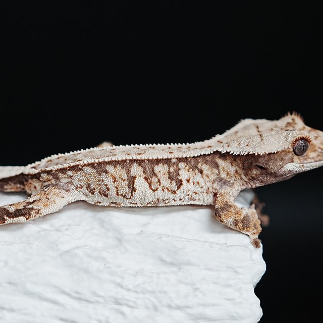 트라이 익스트림할리퀸