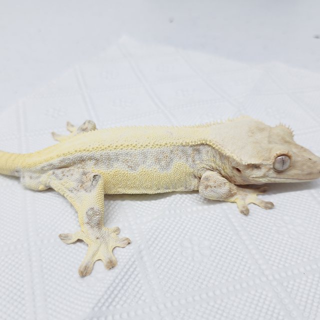 풀핀 릴리화이트