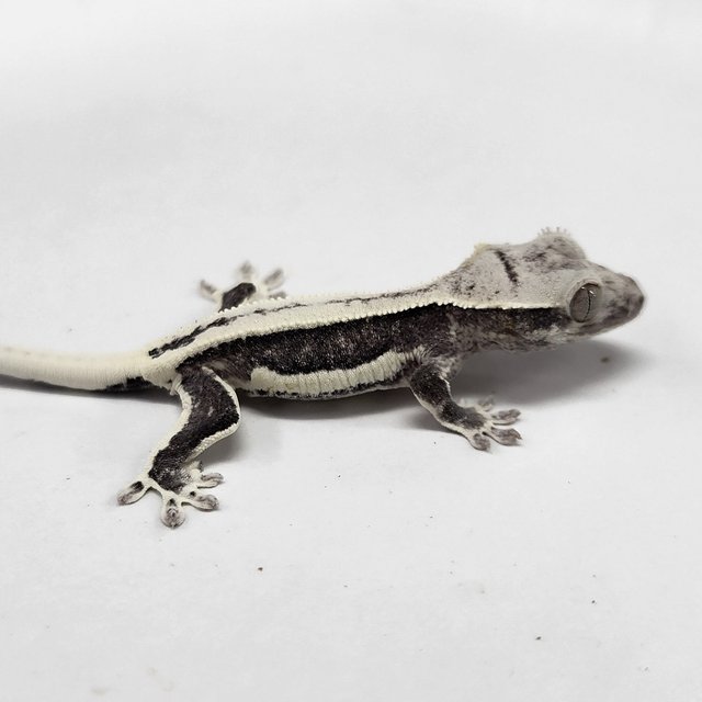 Full Pinstripe Lilly Axanthic