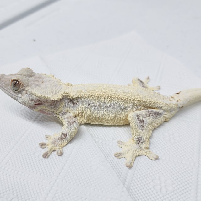 풀핀 솔리드백 릴리화이트