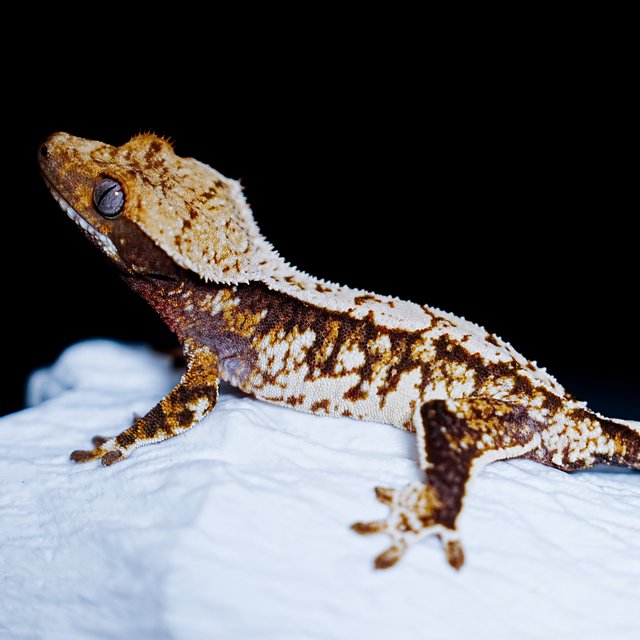 Tri Extreme Harlequin