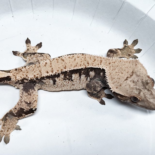 Tri Extreme Harlequin