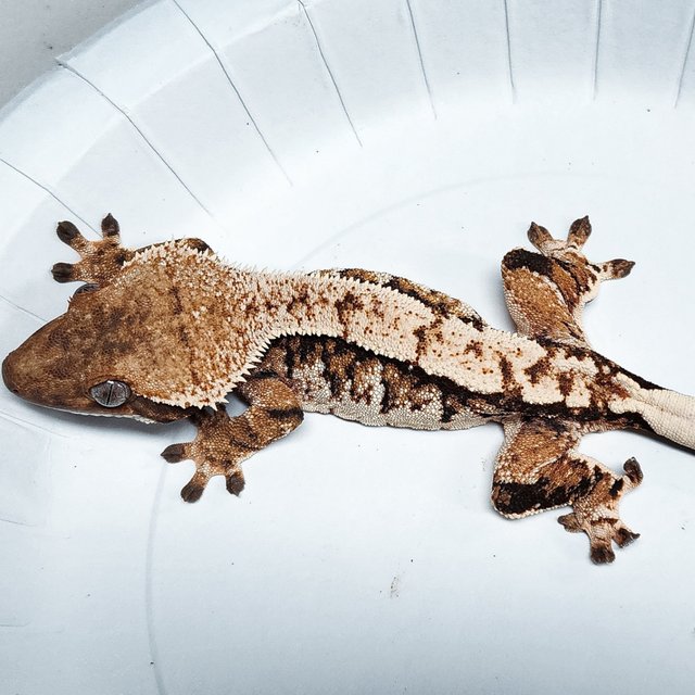 Tri Extreme Harlequin