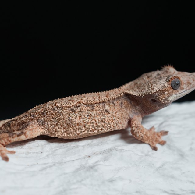 트라이 익스트림할리퀸